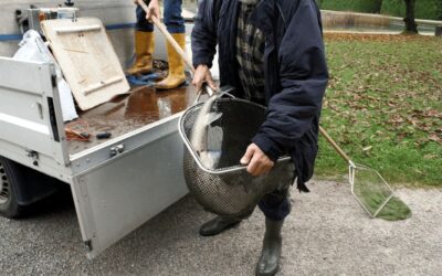 Mächtige „Schaufische“ für die Hellbrunner Teiche