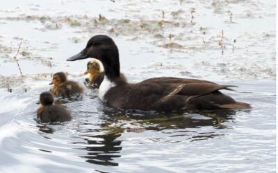 Vogelgrippe droht – Finger weg von toten Wasservögeln!